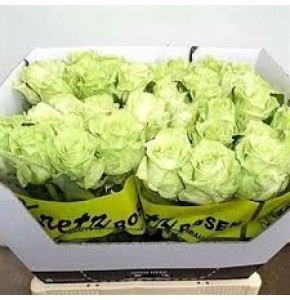 ΤΡΙΑΝΤΑΦΥΛΛΑ ΠΡΑΣΙΝΑ  ROSEN GREEN NAOMI 50cm